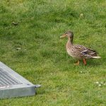 Vogelschuss brüggen 2024